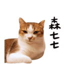 リトルフラワーキャットミラ実用チャット（個別スタンプ：13）