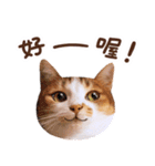 リトルフラワーキャットミラ実用チャット（個別スタンプ：15）