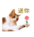 リトルフラワーキャットミラ実用チャット（個別スタンプ：17）