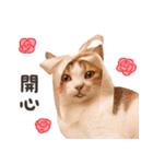 リトルフラワーキャットミラ実用チャット（個別スタンプ：18）