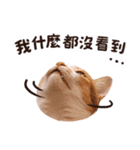 リトルフラワーキャットミラ実用チャット（個別スタンプ：21）