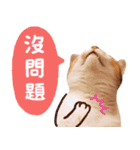 リトルフラワーキャットミラ実用チャット（個別スタンプ：22）