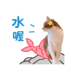 リトルフラワーキャットミラ実用チャット（個別スタンプ：23）