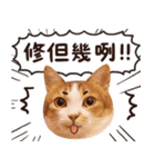 リトルフラワーキャットミラ実用チャット（個別スタンプ：25）