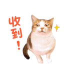 リトルフラワーキャットミラ実用チャット（個別スタンプ：26）