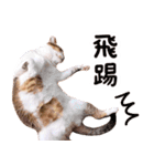 リトルフラワーキャットミラ実用チャット（個別スタンプ：27）