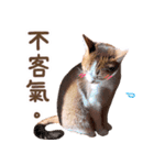 リトルフラワーキャットミラ実用チャット（個別スタンプ：28）