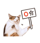 リトルフラワーキャットミラ実用チャット（個別スタンプ：31）