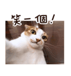リトルフラワーキャットミラ実用チャット（個別スタンプ：32）