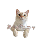実写版 猫のまるちゃん（個別スタンプ：4）