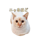 実写版 猫のまるちゃん（個別スタンプ：5）