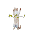 実写版 猫のまるちゃん（個別スタンプ：6）