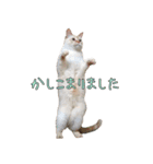 実写版 猫のまるちゃん（個別スタンプ：7）