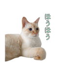 実写版 猫のまるちゃん（個別スタンプ：8）