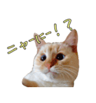 実写版 猫のまるちゃん（個別スタンプ：9）