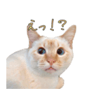 実写版 猫のまるちゃん（個別スタンプ：10）