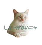 実写版 猫のまるちゃん（個別スタンプ：11）