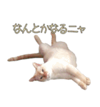 実写版 猫のまるちゃん（個別スタンプ：12）