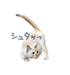 実写版 猫のまるちゃん（個別スタンプ：14）