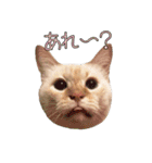 実写版 猫のまるちゃん（個別スタンプ：18）