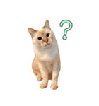実写版 猫のまるちゃん（個別スタンプ：19）