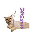 実写版 猫のまるちゃん（個別スタンプ：22）
