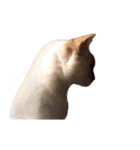 実写版 猫のまるちゃん（個別スタンプ：24）
