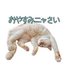 実写版 猫のまるちゃん（個別スタンプ：29）