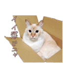 実写版 猫のまるちゃん（個別スタンプ：31）