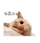 実写版 猫のまるちゃん（個別スタンプ：32）