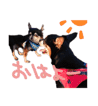 チワピンとチワワとフレンチブル（個別スタンプ：1）