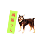 チワピンとチワワとフレンチブル（個別スタンプ：5）