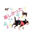 チワピンとチワワとフレンチブル（個別スタンプ：15）