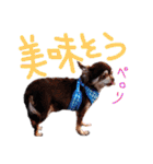 チワピンとチワワとフレンチブル（個別スタンプ：16）