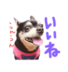 チワピンとチワワとフレンチブル（個別スタンプ：19）