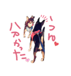 チワピンとチワワとフレンチブル（個別スタンプ：21）