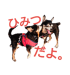 チワピンとチワワとフレンチブル（個別スタンプ：23）