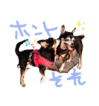 チワピンとチワワとフレンチブル（個別スタンプ：24）