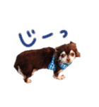 チワピンとチワワとフレンチブル（個別スタンプ：34）