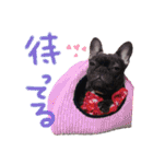 チワピンとチワワとフレンチブル（個別スタンプ：39）