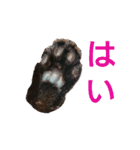 ねこの タイガ君（個別スタンプ：1）