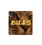ねこの タイガ君（個別スタンプ：2）