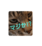 ねこの タイガ君（個別スタンプ：3）