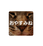 ねこの タイガ君（個別スタンプ：4）