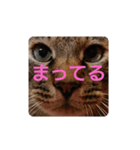ねこの タイガ君（個別スタンプ：6）