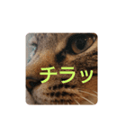 ねこの タイガ君（個別スタンプ：7）