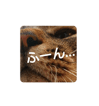 ねこの タイガ君（個別スタンプ：8）