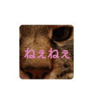 ねこの タイガ君（個別スタンプ：9）