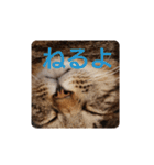 ねこの タイガ君（個別スタンプ：10）
