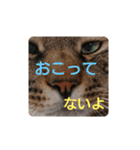 ねこの タイガ君（個別スタンプ：13）